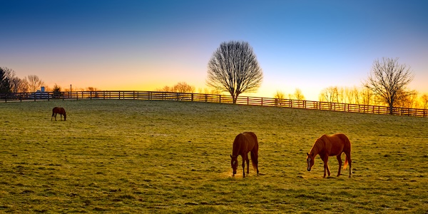 equine therapy for veterans and police