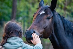 equine therapy for veterans PTSD in Sydney