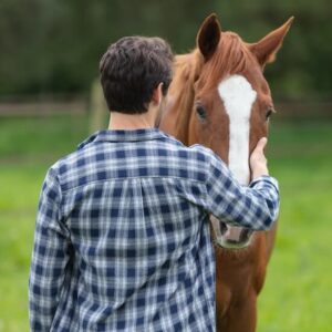 equine therapy for anxiety Southern Highlands