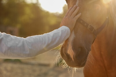 equine therapy with horses South Coast NSW
